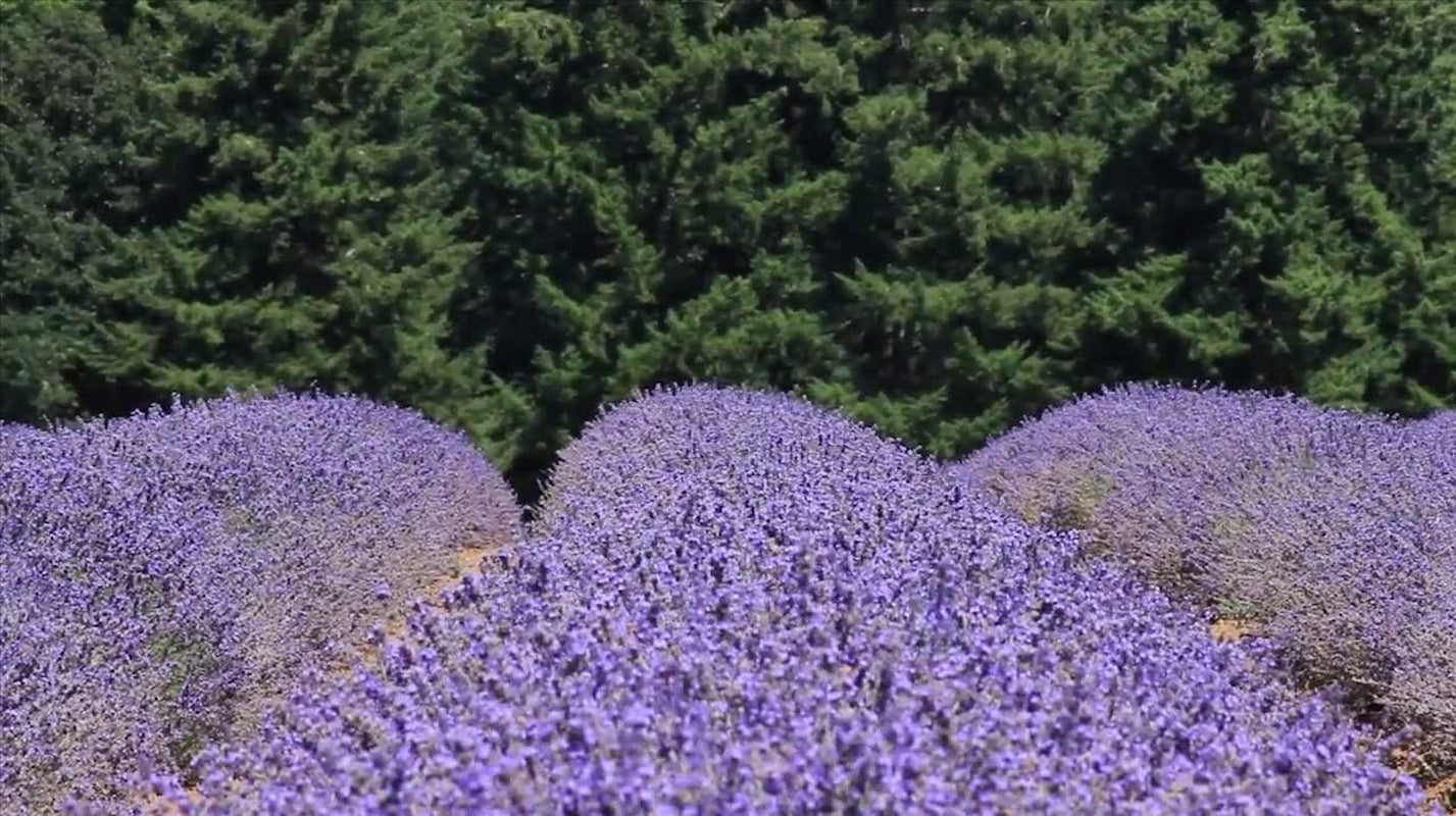 Fir & Lavender Essential Oil Reed Diffuser Refill — Natural Aromatherapy Essential Oil for Reed Diffusers — Made in USA, Home & SPA by  — up to 1 Year Supply, 8Oz