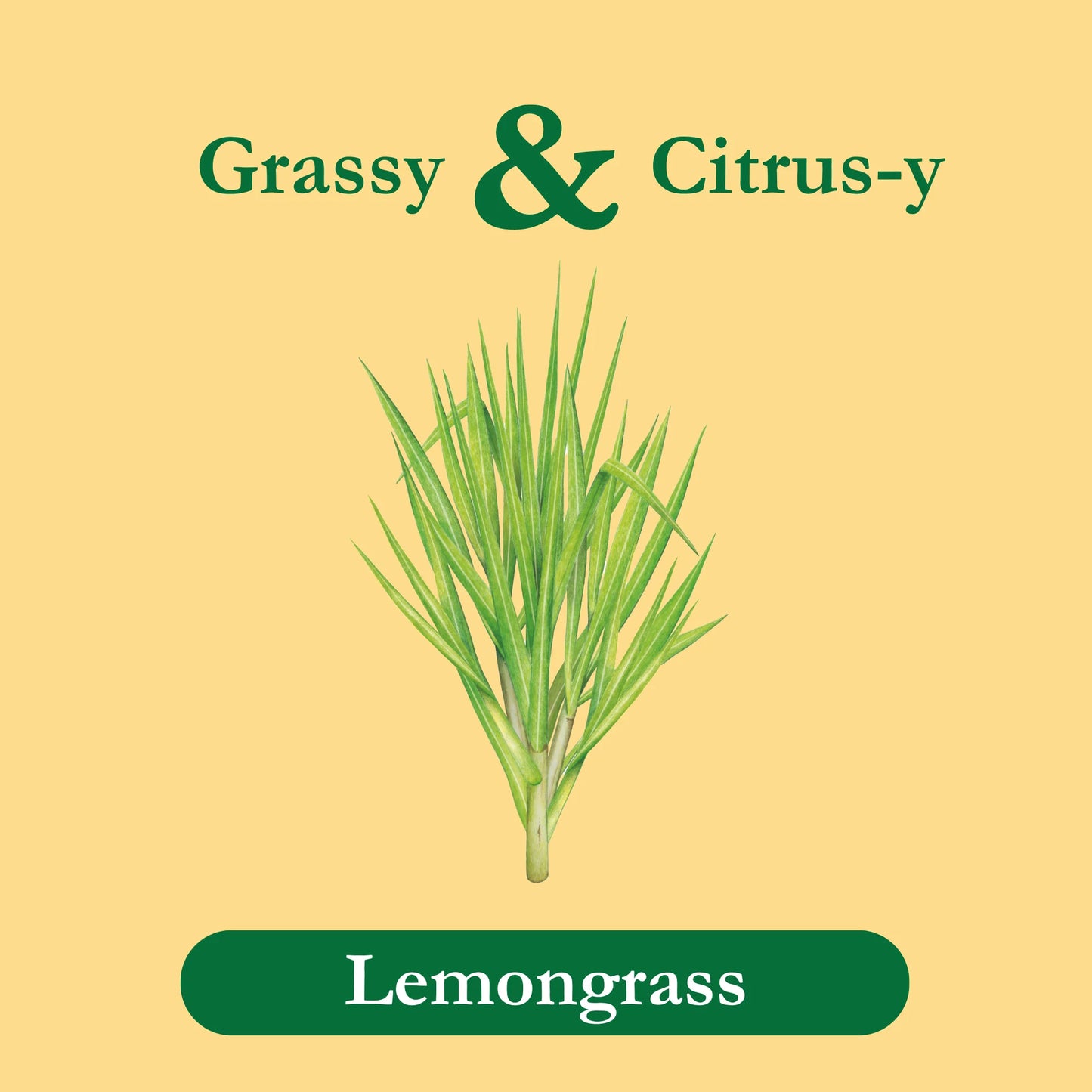 Lemongrass Tea, Herbal Tea, Caffeine-Free Tea, Herbal Teabags, 24 Count, Pack of 1