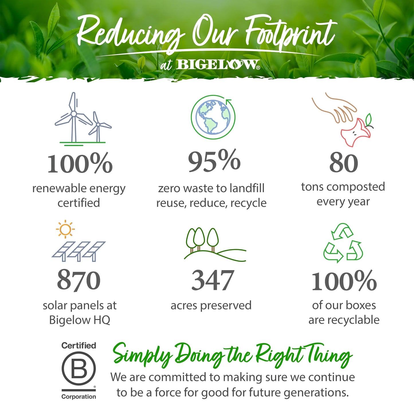 (4 Pack)  Lavender Chamomile plus Probiotics, Caffeine Free, Herbal Tea Bags, 18 Count