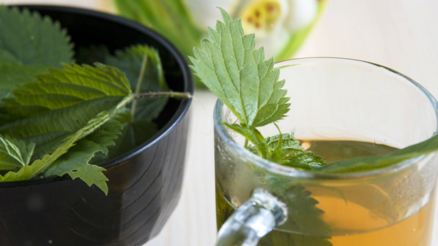 Nettle Leaf Tea - Sensitivity and Respiratory System